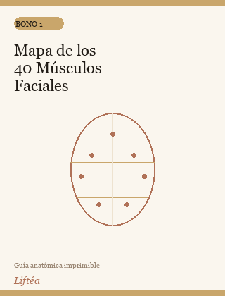 Mapa de los 40 Músculos Faciales — guía imprimible